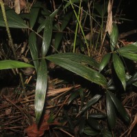 Calamus pachystemonus Thwaites